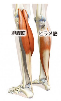 腓腹筋とヒラメ筋の解剖イラスト - 薄底ランと坂道で張りが出るふくらはぎ・アキレス腱の場所