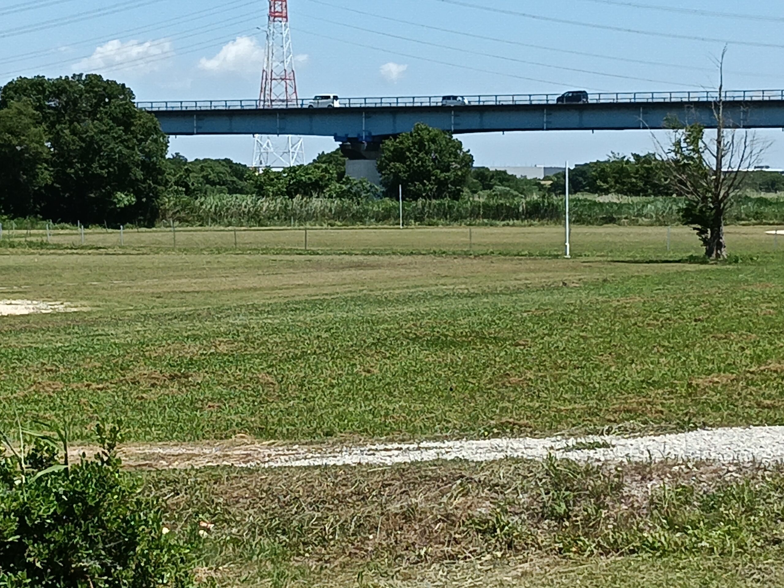 埼玉県吉川市の江戸川河川敷にある広い芝生広場と橋 - マリンシューズで芝生ビルドアップ走を行うランニングコース