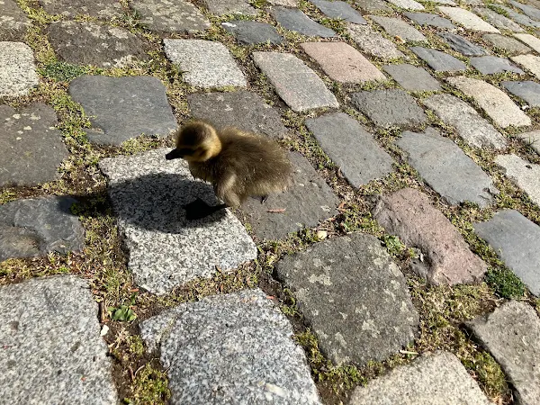 石畳の上を歩くヒナ。まさに癒しの瞬間で、街ラン中のちょっとしたご褒美。