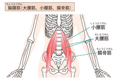腸腰筋と大殿筋の位置 - 股関節まわりの筋肉