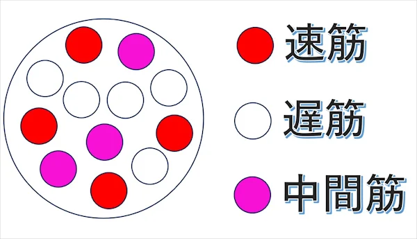 速筋・遅筋・中間筋の違い - フルマラソンと筋肉の種類