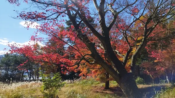 富士山マラソン 西湖エリア 紅葉 ランナー