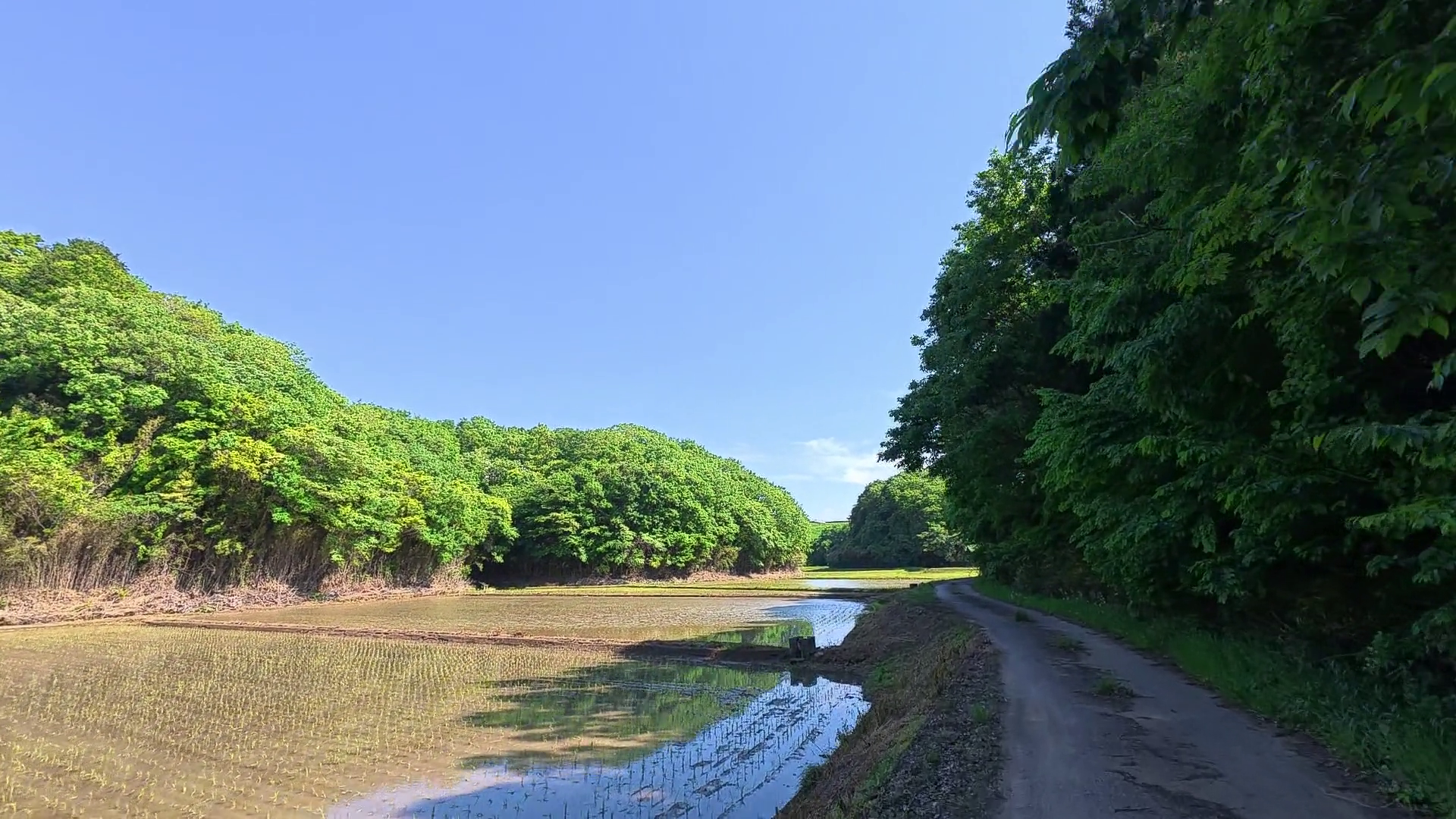 田園地帯のあぜ道 里山の緑と水田 — 松戸成田61km走 道迷い区間
