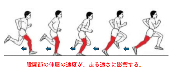 股関節伸展スピードが推進力とストライドを決める - 速く走る仕組み