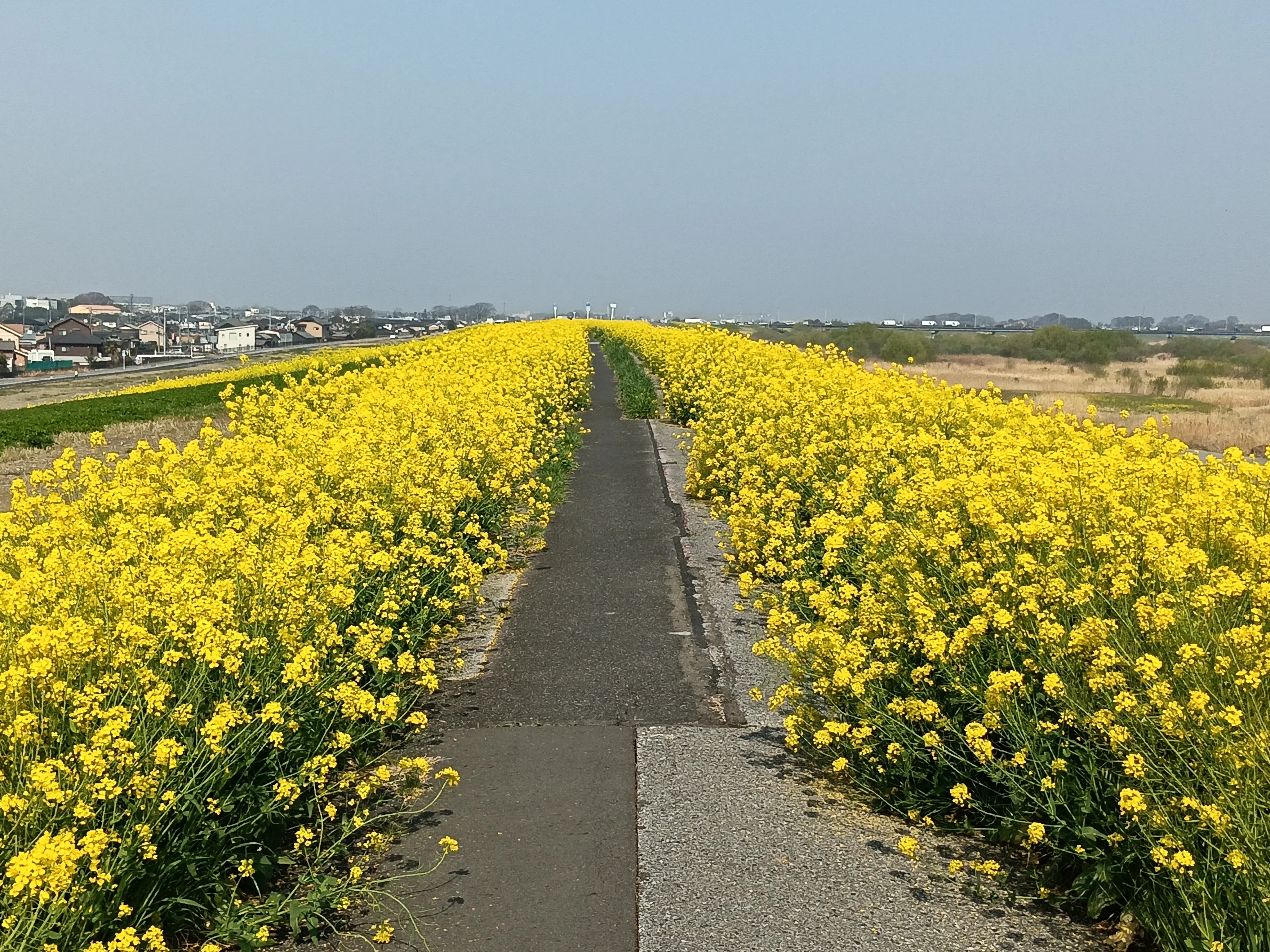 菜の花に挟まれた川沿いランニングロード - 流山から谷中湖への60km春ランコース