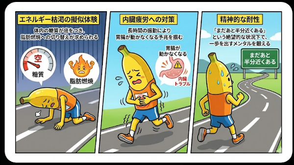 ウルトラマラソン100kmで直面するエネルギー枯渇・内臓疲労・精神的限界を解説した図