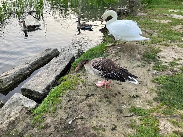 湖の白鳥とカモ：自然との距離が近い朝ラン