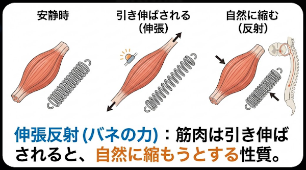 股関節と大きな筋肉を使った省エネ走法 - 筋肉の伸縮