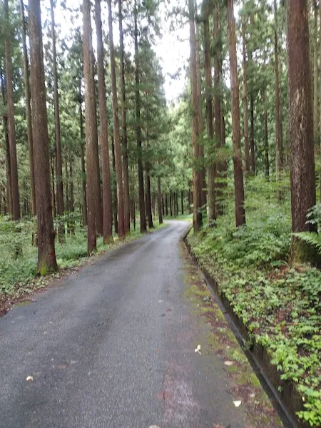 立山町の杉林に囲まれた細い山道、静けさと涼しさを感じる道