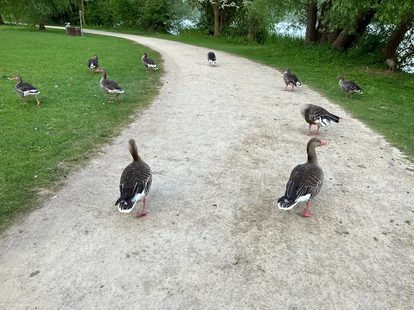 湖の白鳥とカモ：自然との距離が近い朝ラン