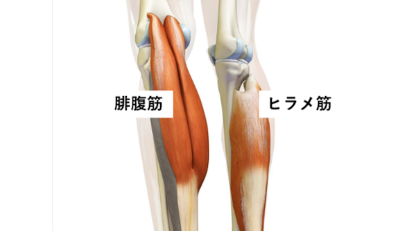 カーフレイズでふくらはぎの筋持久力を高める - 腓腹筋の攣り対策