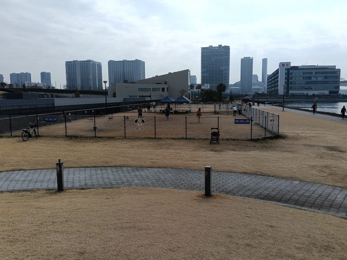 豊洲ぐるり公園の芝生と遊歩道。奥に豊洲のビル群