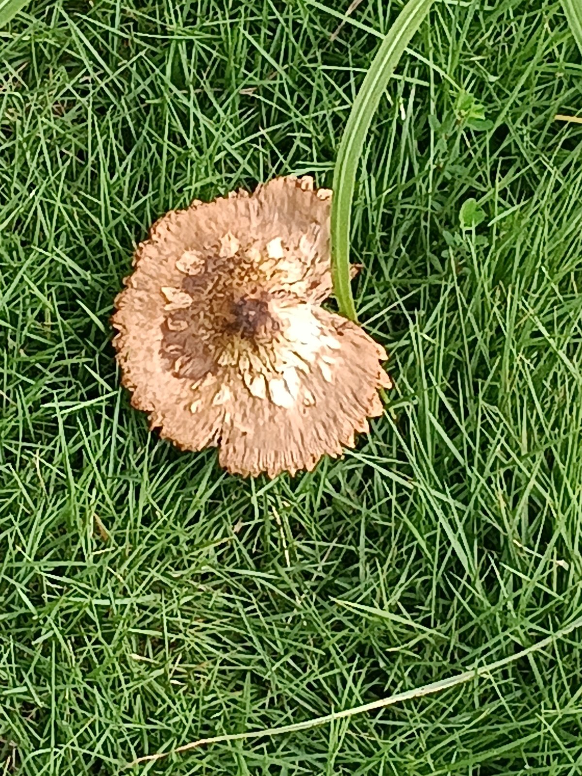 芝生に生えた茶色いキノコ - 傘が開ききったもの