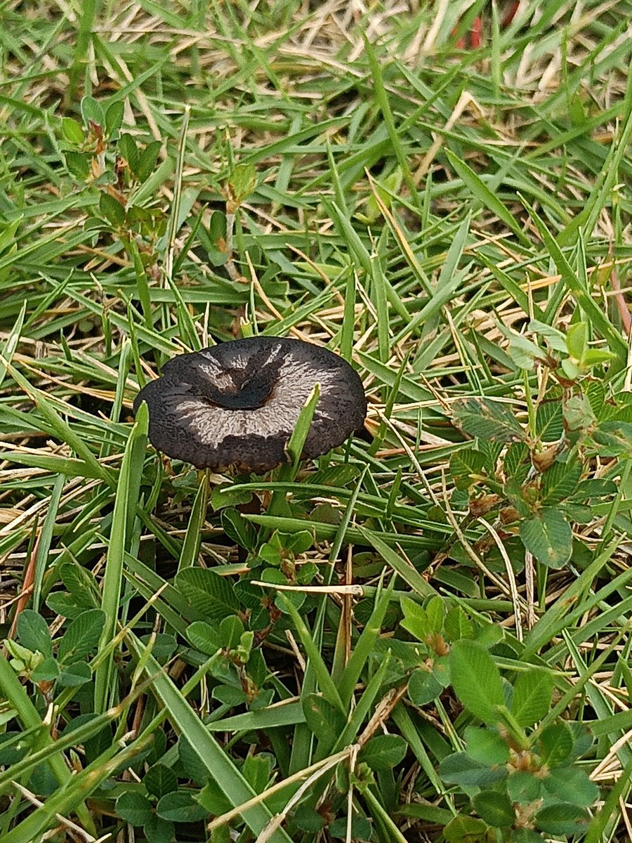 芝生に生えた黒っぽいキノコ - 中央がくぼんだ形