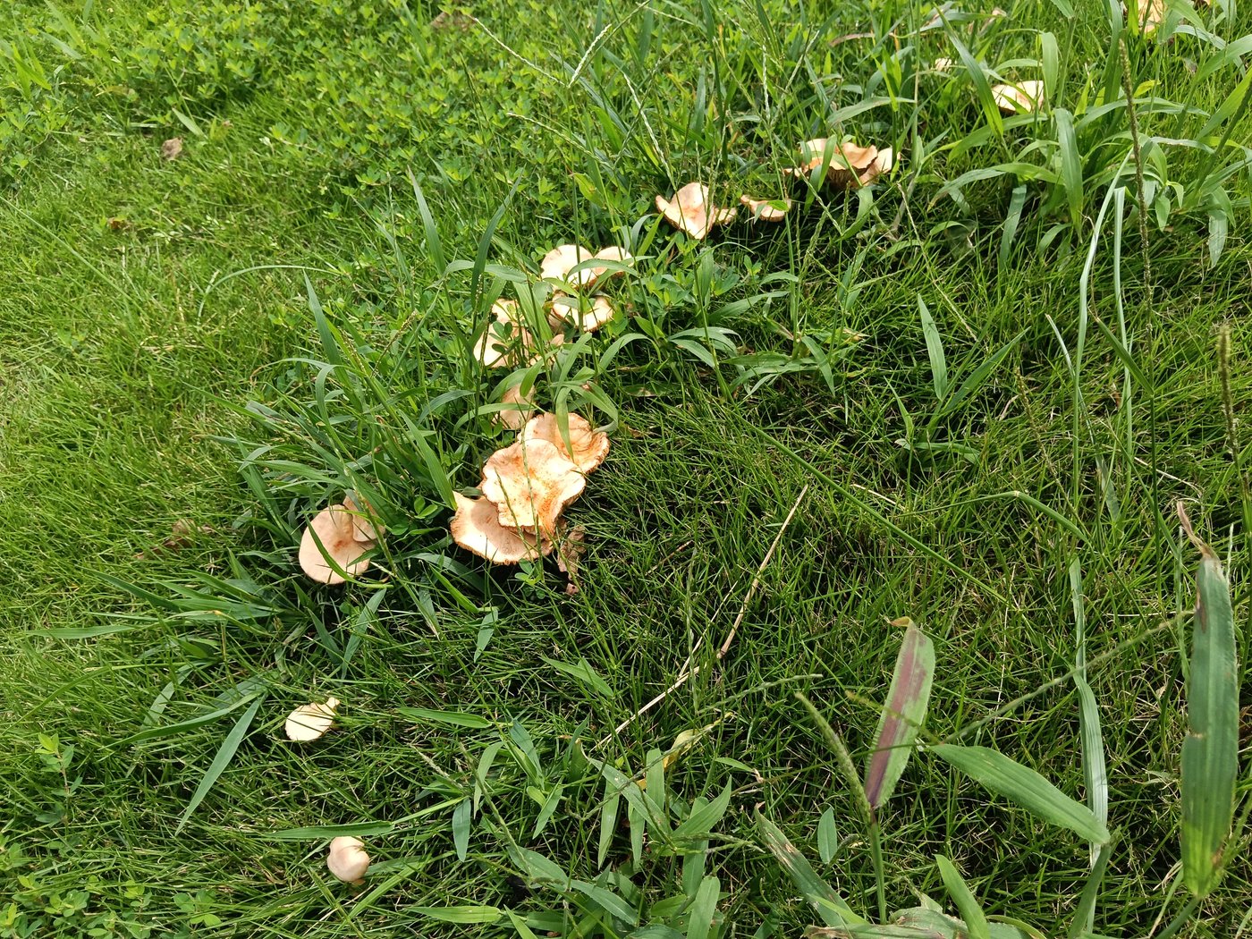 松戸六高台の芝生に群生したキノコ - 気温29度の9月下旬