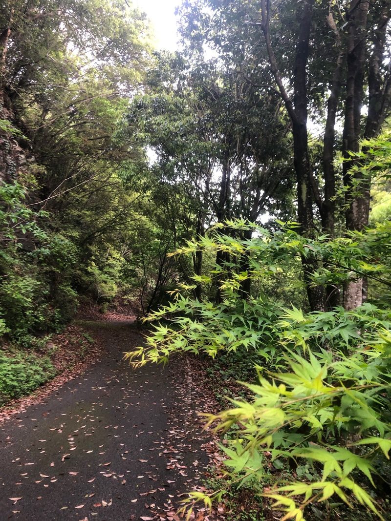 愛宕山の木々の中の道