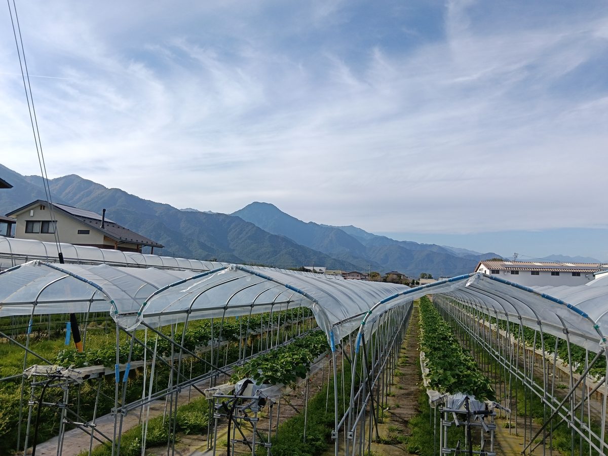 ビニールハウスが並ぶ畑の向こうに、山並みと青空