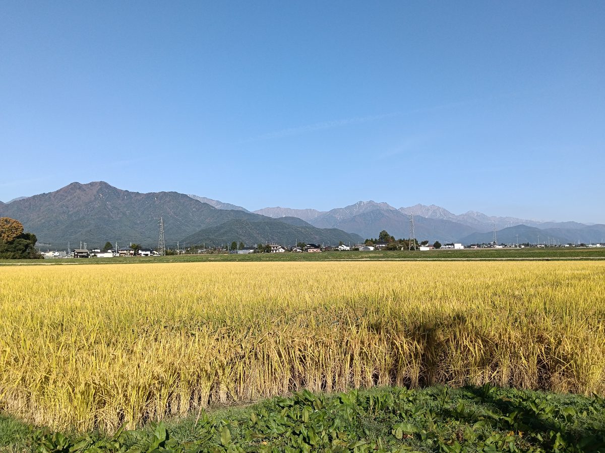 黄金色に実った稲田の向こうに、北アルプスの山並みと青空が広がっている