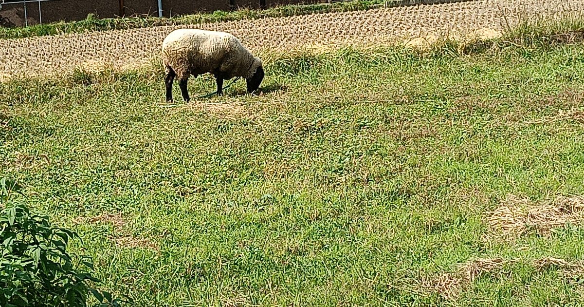 刈り込まれた草地で、羊が1頭、頭を下げて草を食べている