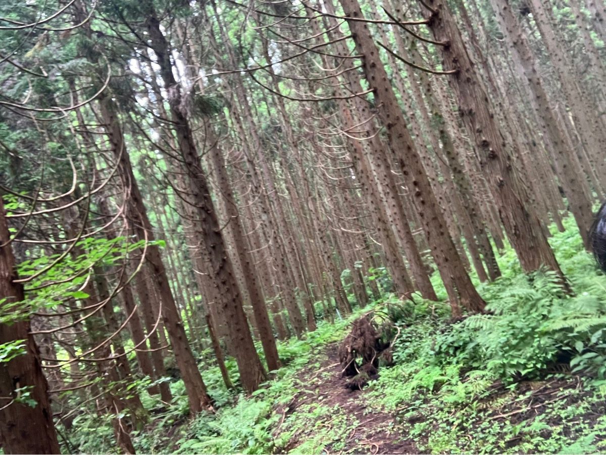 藤里町の杉林の山道