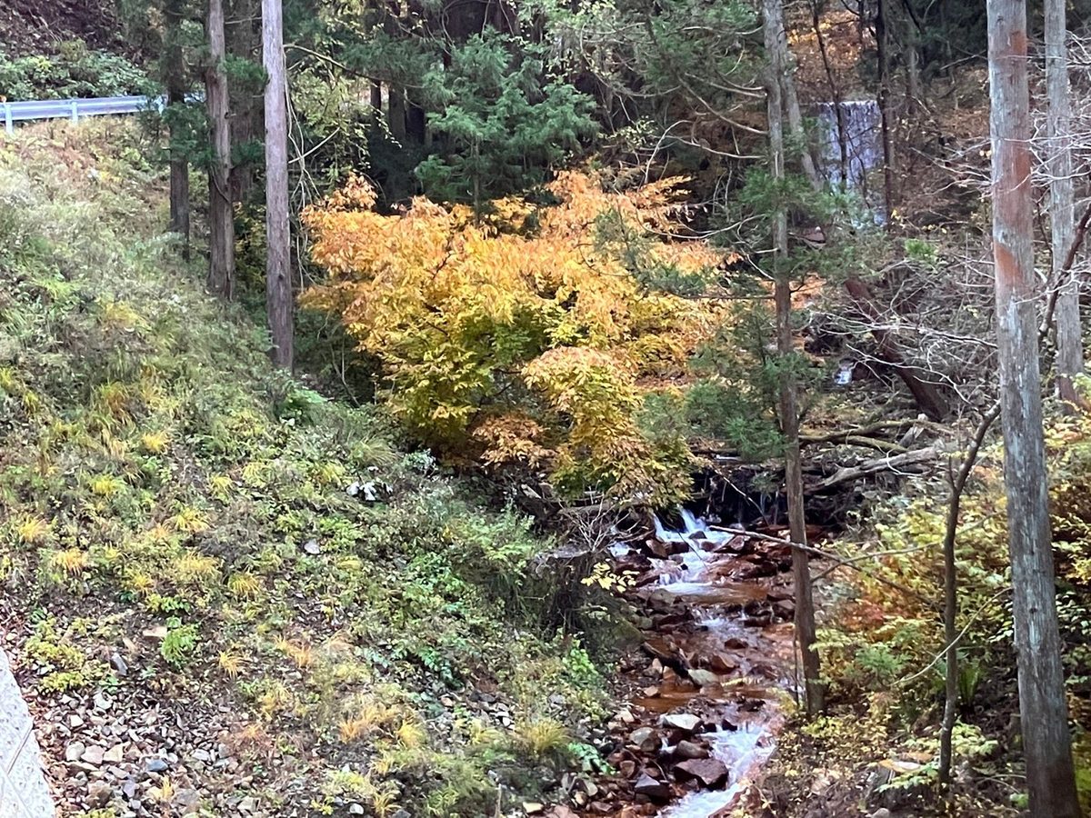 紅葉の沢沿いの道