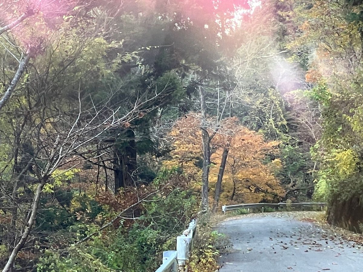 紅葉の山道