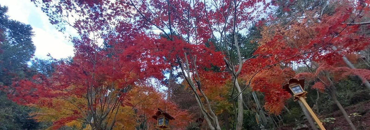 応神山の紅葉