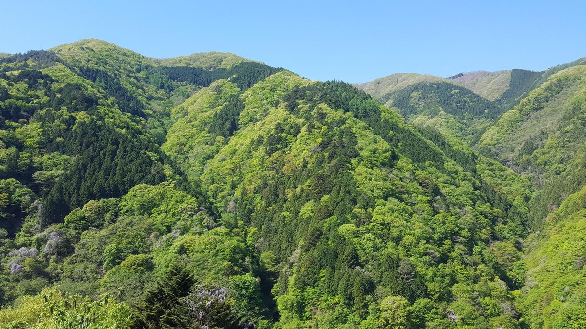 雲取山へ続く奥多摩の新緑の尾根