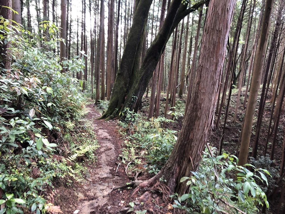 杉林の中の山道