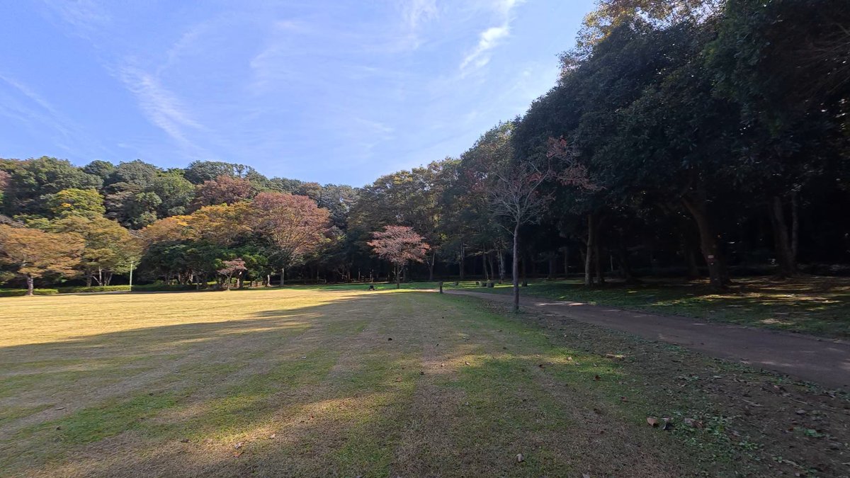 東側の大きな芝生の広場。見渡す限りの芝生と、奥に色づき始めた木立