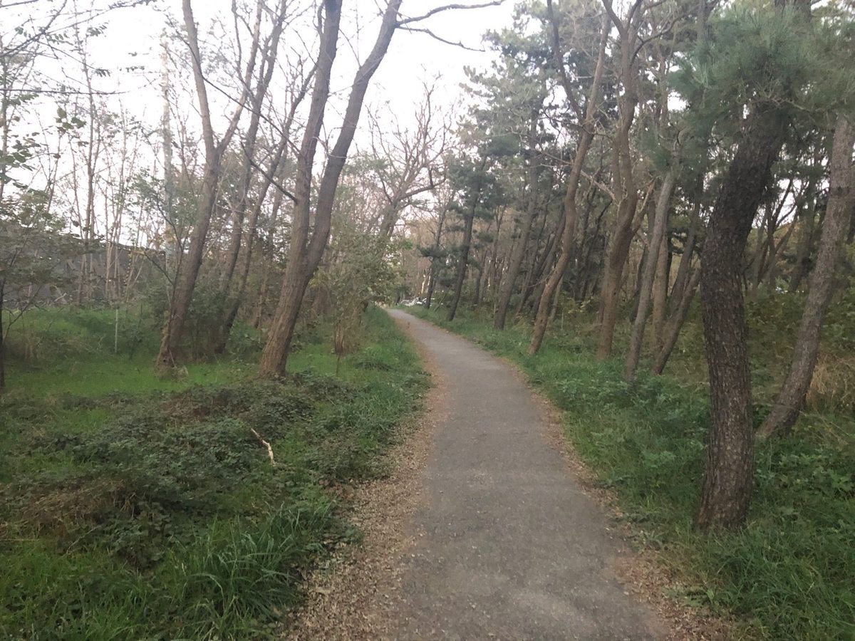 海の近くの松林の中の小道