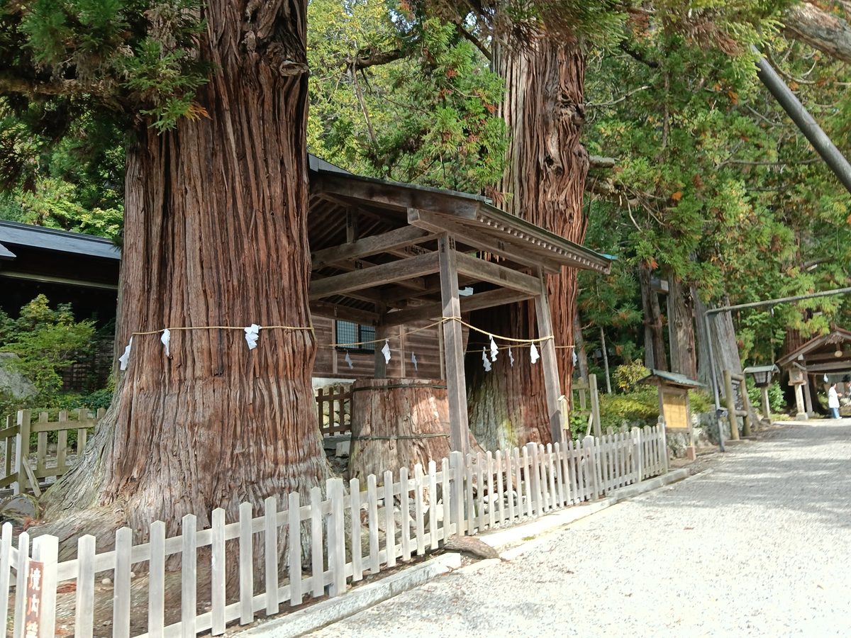 神社の境内に立つ、太い幹の杉の大木と白い柵